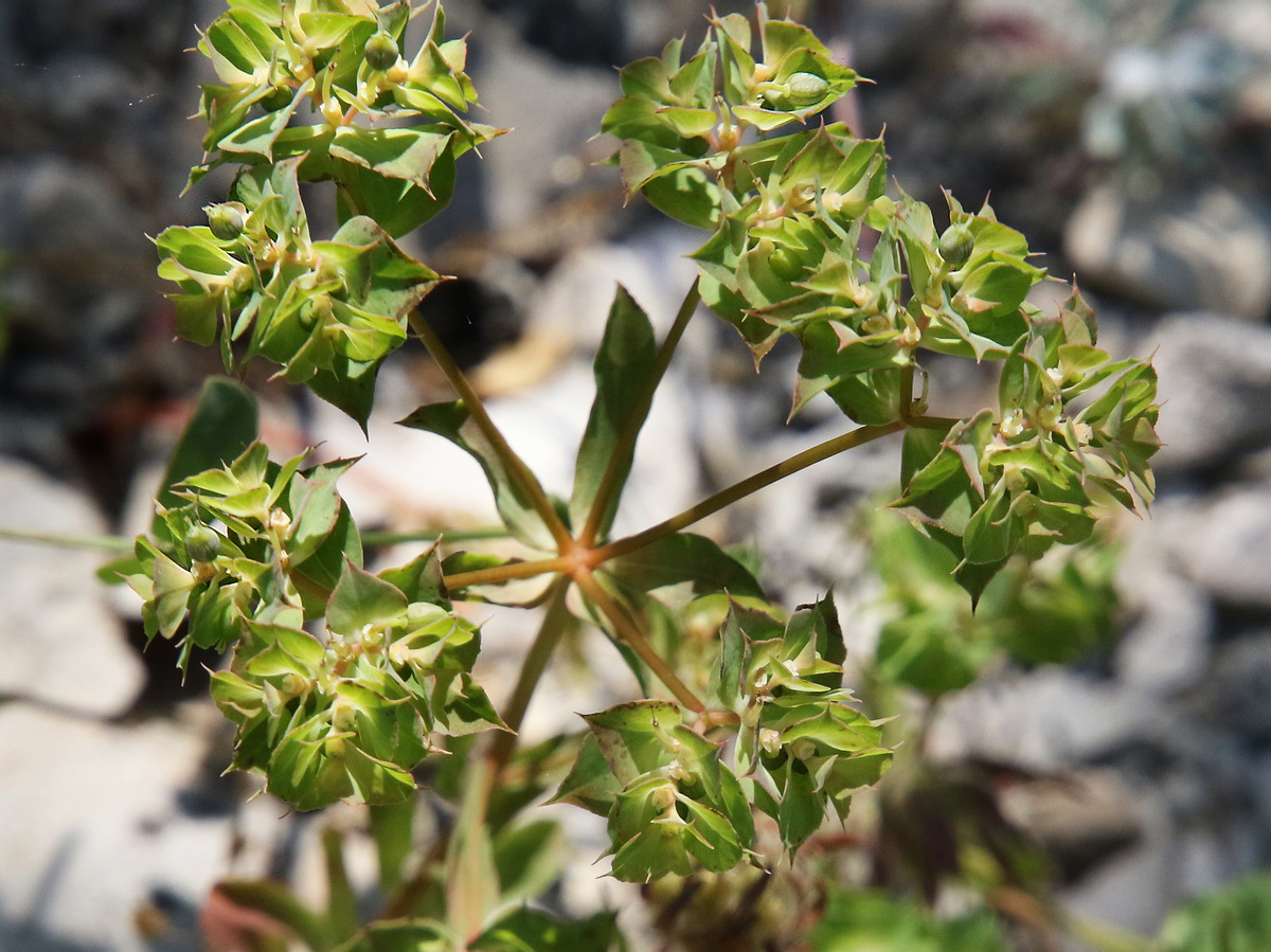 Image of Euphorbia falcata specimen.