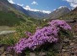 Смотреть изображение род Thymus
