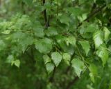 genus Betula. Листья с каплями дождя. Чечня, Шаройский р-н, 1 км восточнее ур. Хиндушты, высота 2080 м н.у.м., берёзовый лес. 1 июля 2024 г.