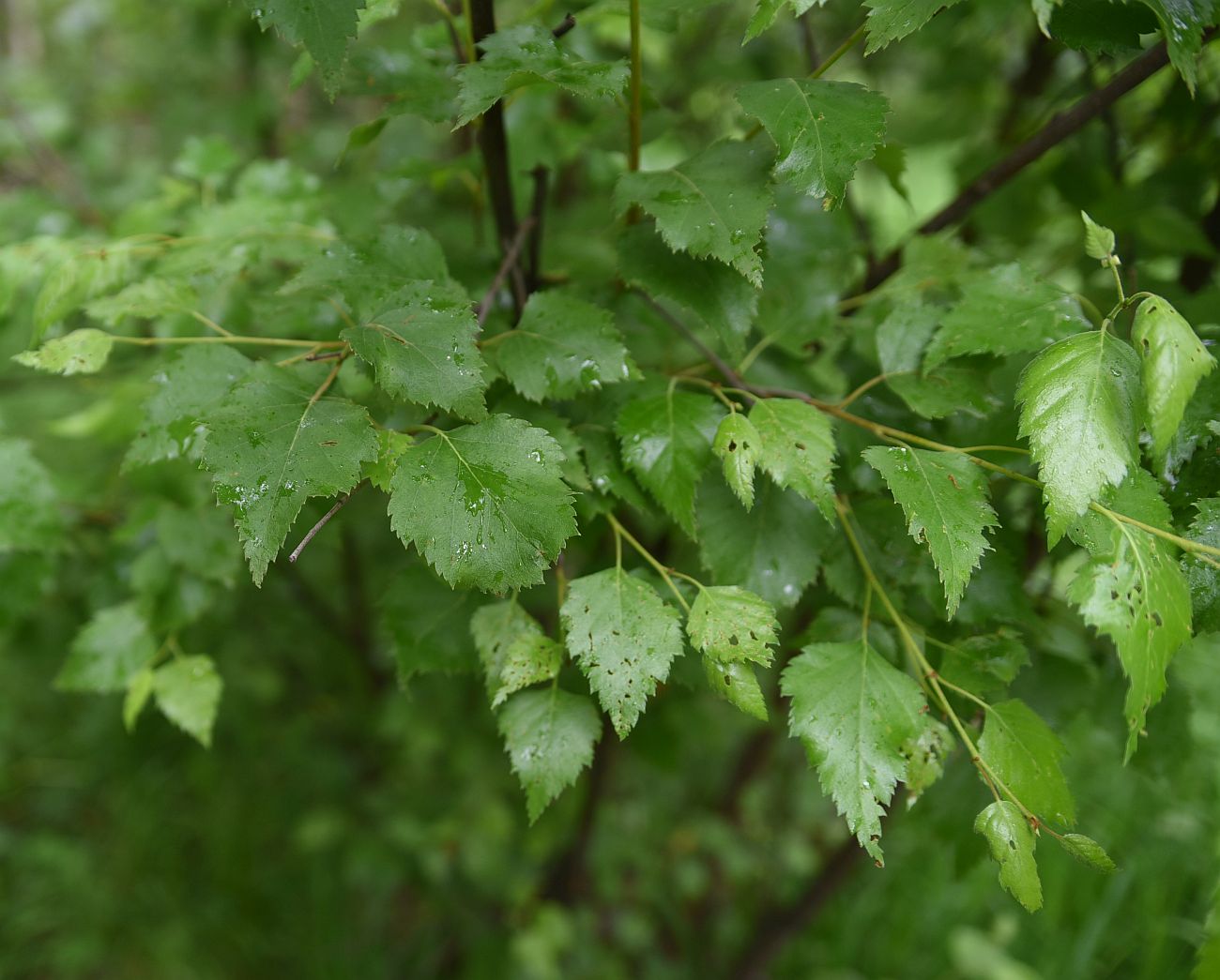 Изображение особи род Betula.