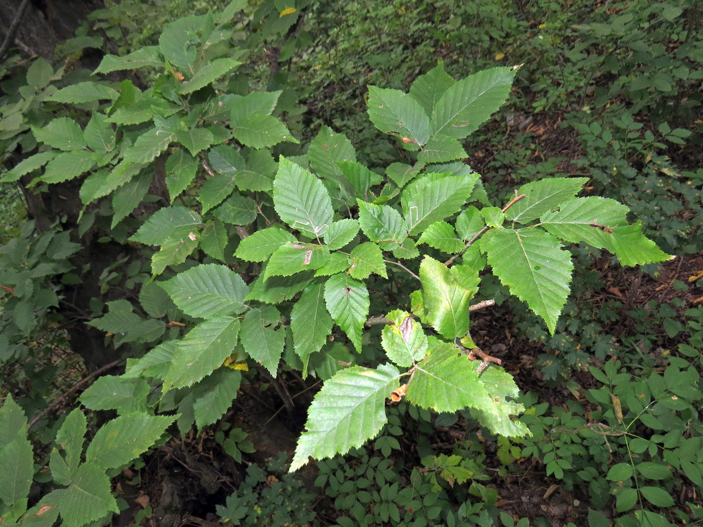 Изображение особи Carpinus betulus.