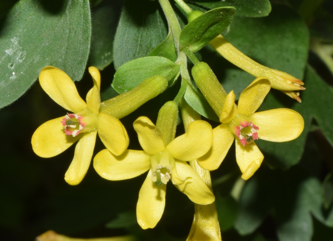 Image of Ribes aureum specimen.