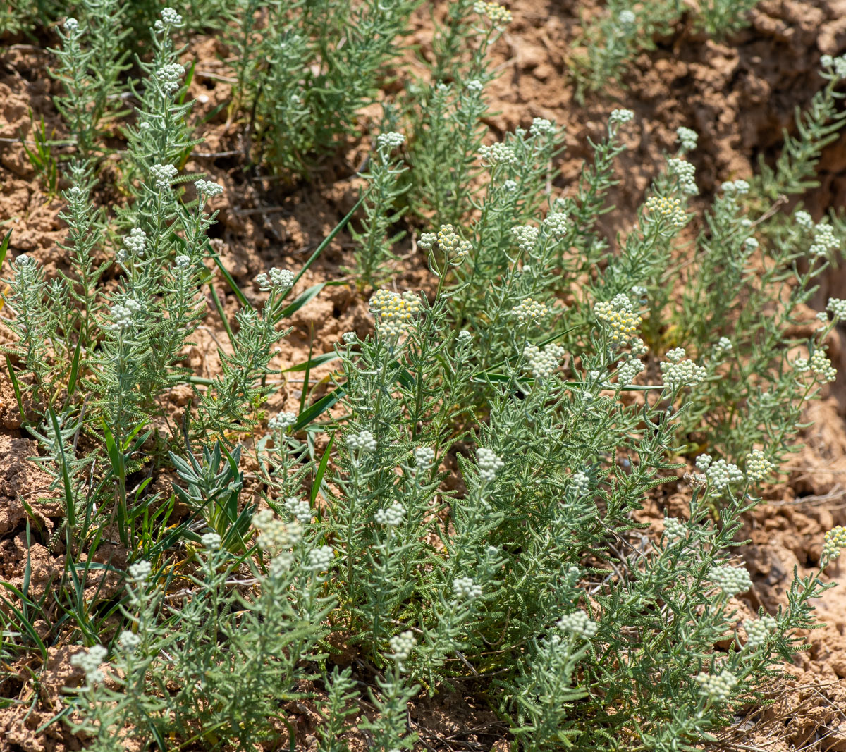 Image of genus Achillea specimen.