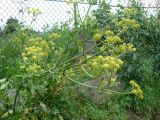 Смотреть изображение Levisticum officinale