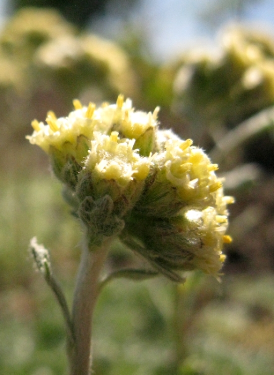 Изображение особи Artemisia glomerata.