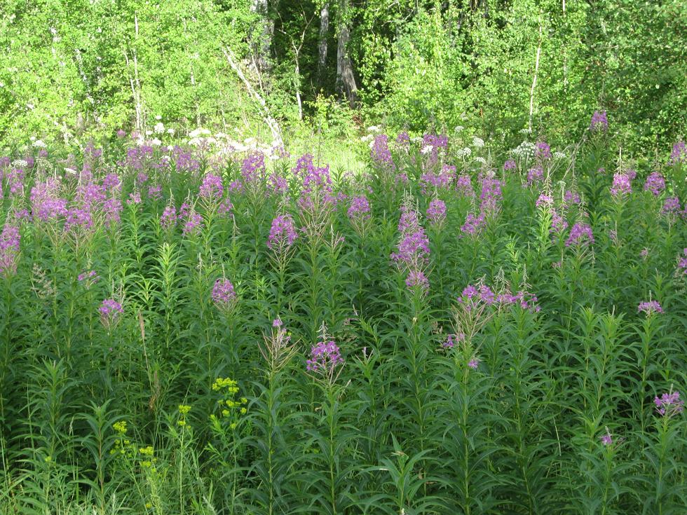 Image of Chamaenerion angustifolium specimen.