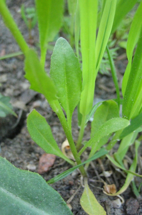 Изображение особи Chorispora tenella.