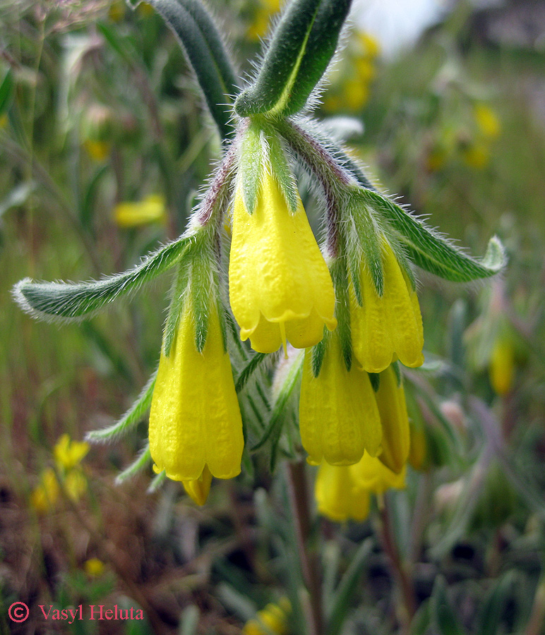 Image of Onosma taurica specimen.