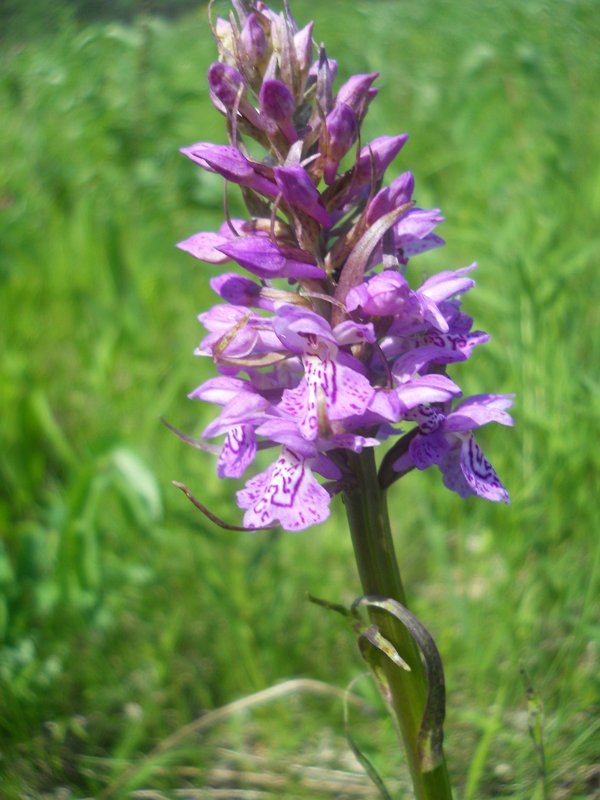 Image of Dactylorhiza fuchsii specimen.