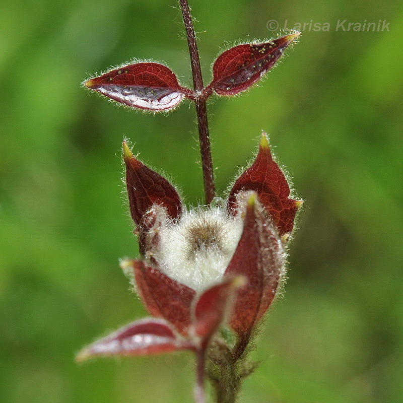 Изображение особи Clematis fusca.