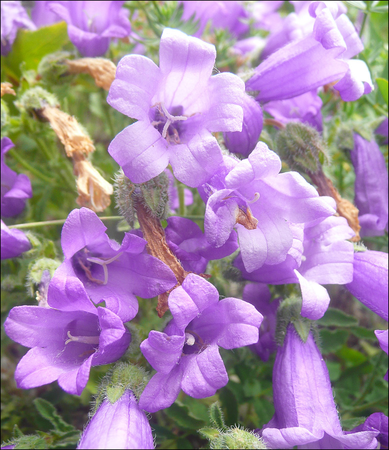 Изображение особи Campanula komarovii.