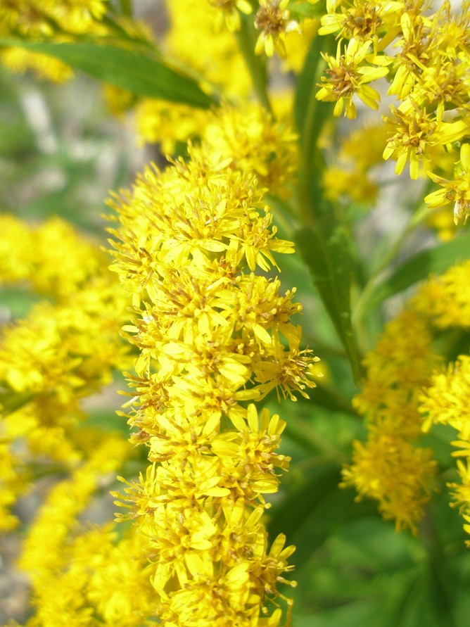 Image of Solidago gigantea specimen.