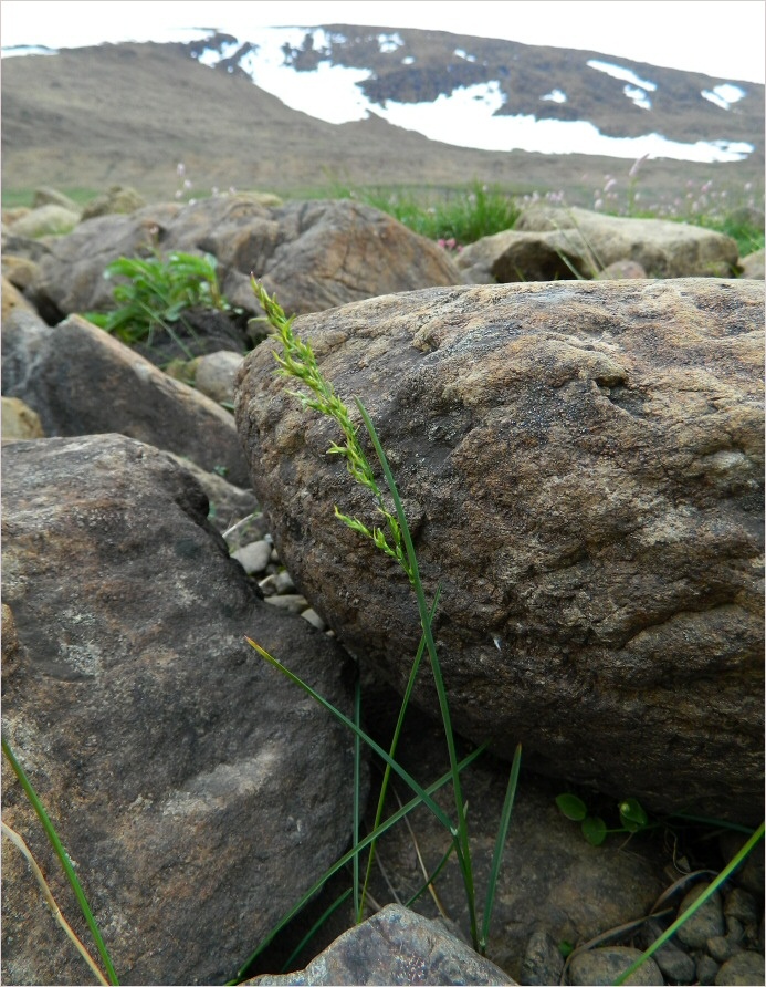 Изображение особи Poa alpigena ssp. colpodea.