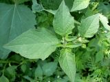 Solanum nigrum subspecies schultesii. Верхушка цветущего и плодоносящего растения. Ростовская обл., дельта Дона, хутор Узяк, у тропинки на берегу одноимённой протоки. 3.07 2011 г.