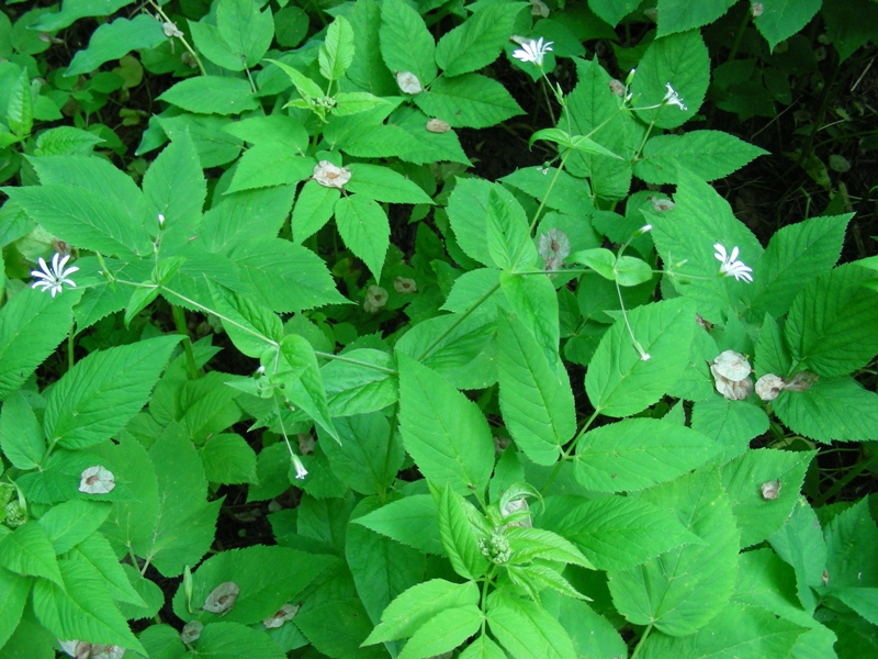 Image of Stellaria nemorum specimen.