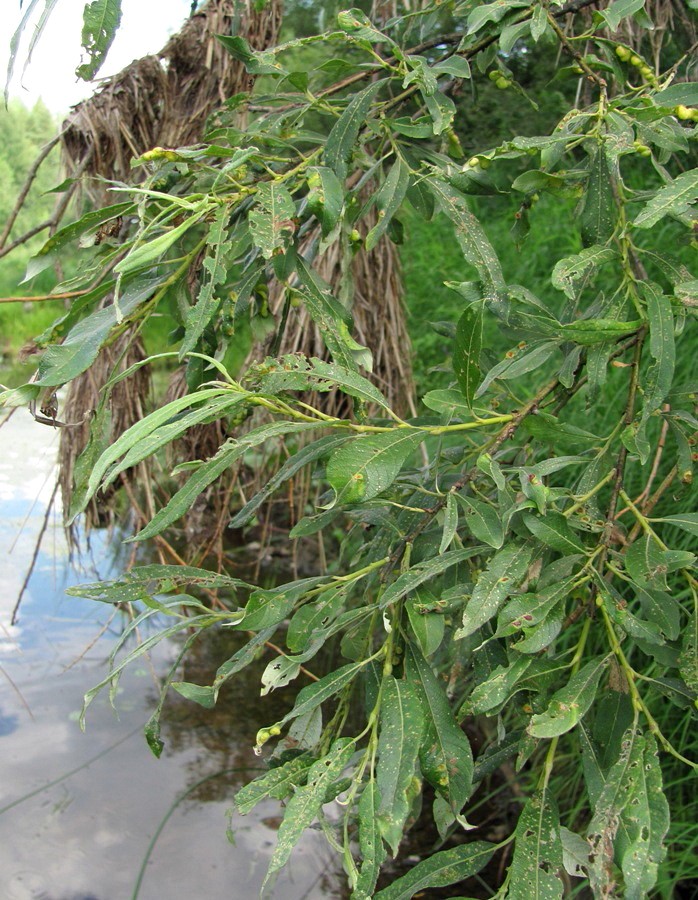 Image of Salix gmelinii specimen.