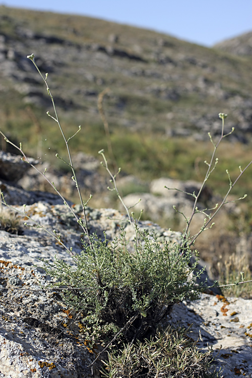 Image of Seseli marginatum specimen.