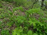 Polygonatum ovatum