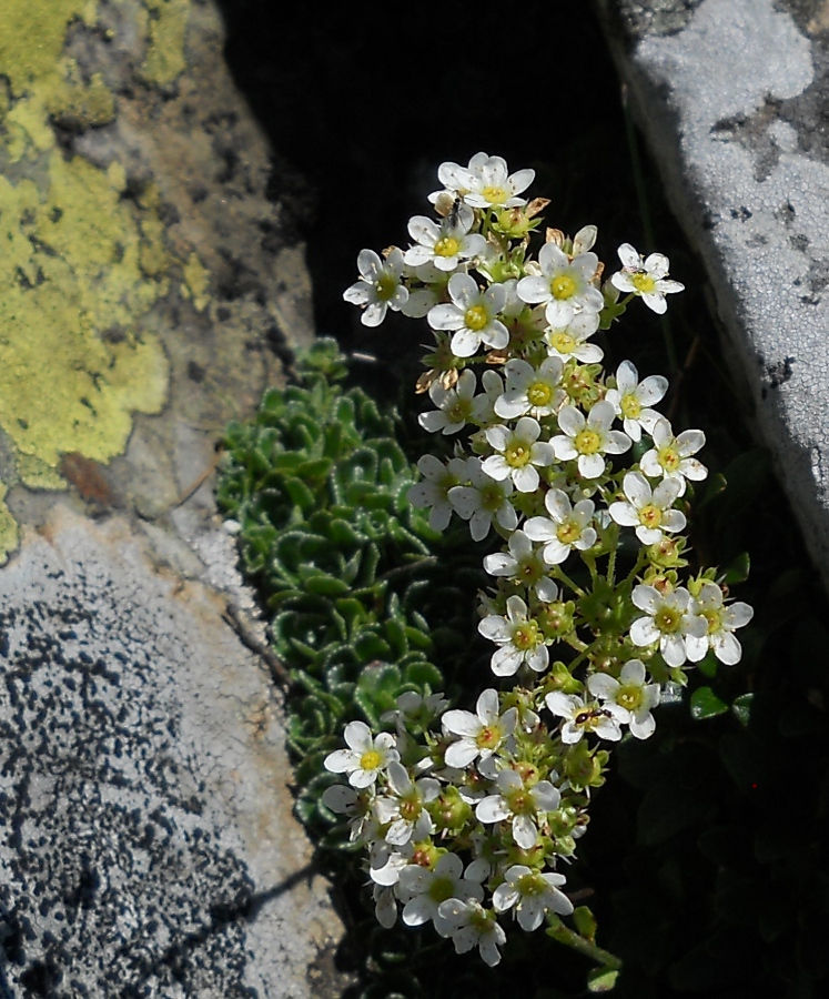 Image of Saxifraga paniculata specimen.