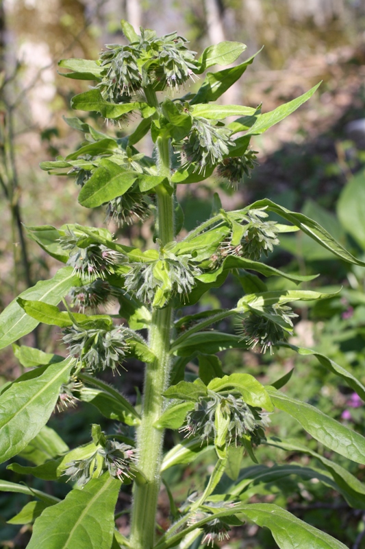 Image of Solenanthus biebersteinii specimen.