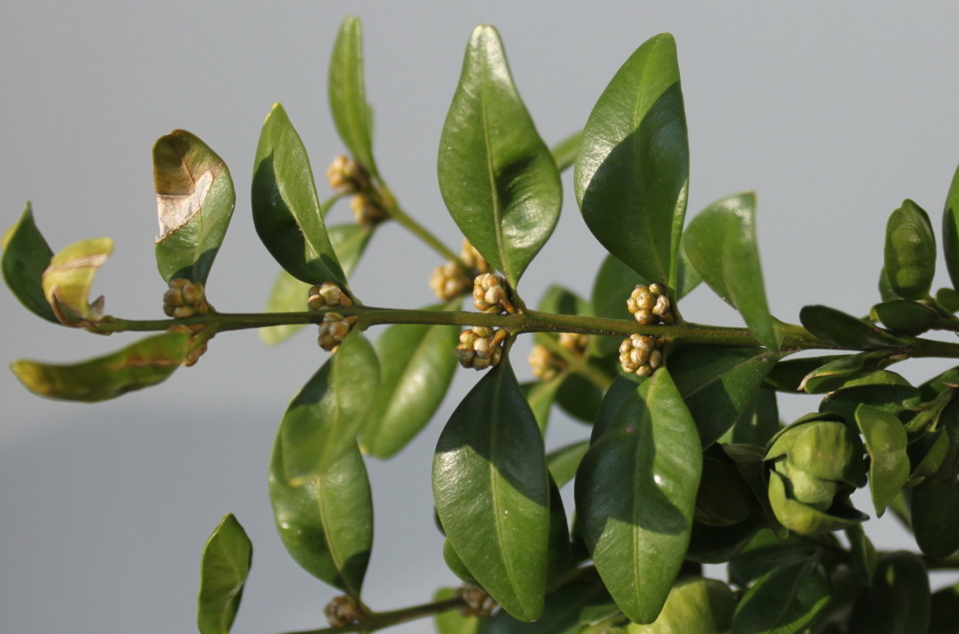 Image of Buxus sempervirens specimen.