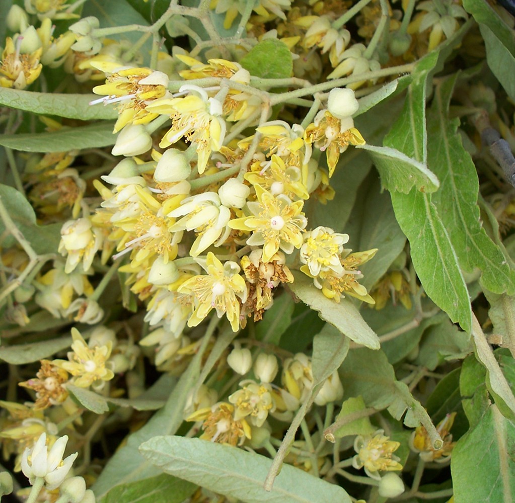 Image of Tilia mandshurica specimen.