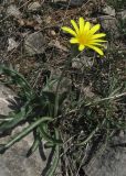 Scorzonera mollis. Цветущее растение. Крым, Байдарская яйла, южный склон. 26 апреля 2012 г.