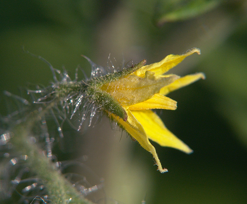 Image of Lycopersicon esculentum specimen.