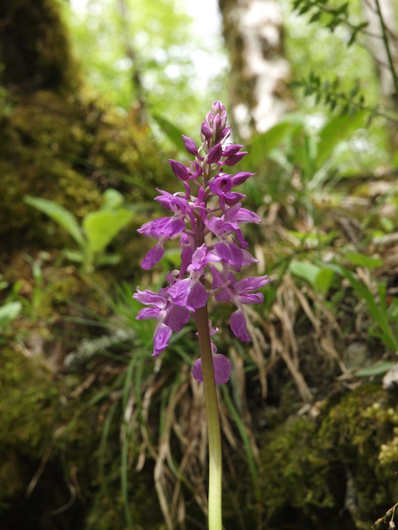 Image of Orchis mascula specimen.