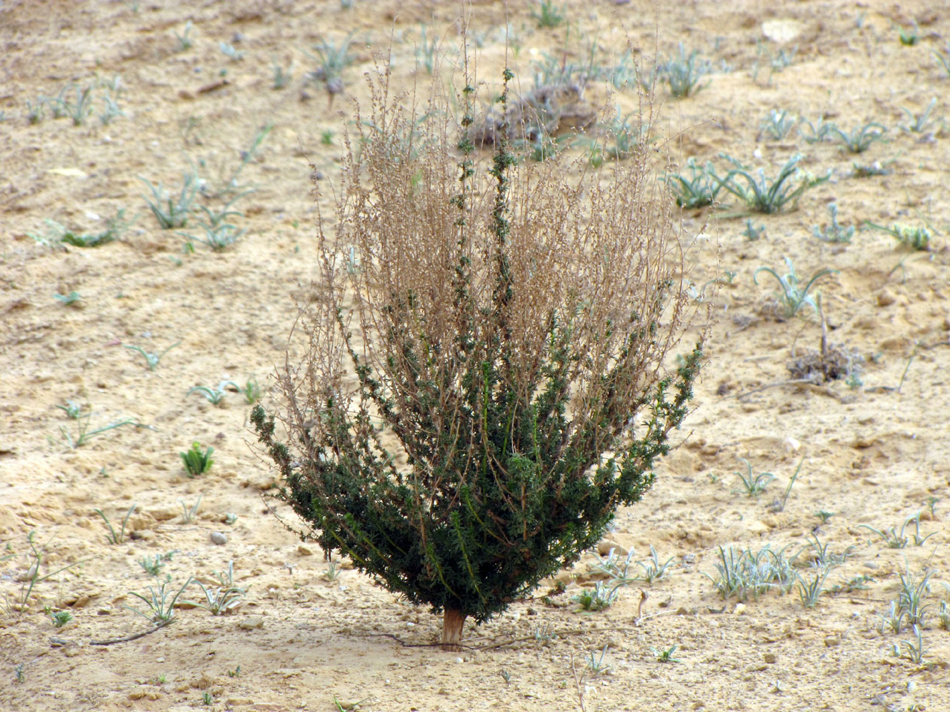 Kochia californica в пустыне