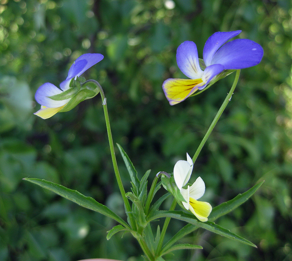 Изображение особи Viola tricolor.
