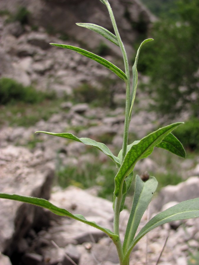 Image of Pilosella echioides specimen.