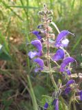 Salvia pratensis