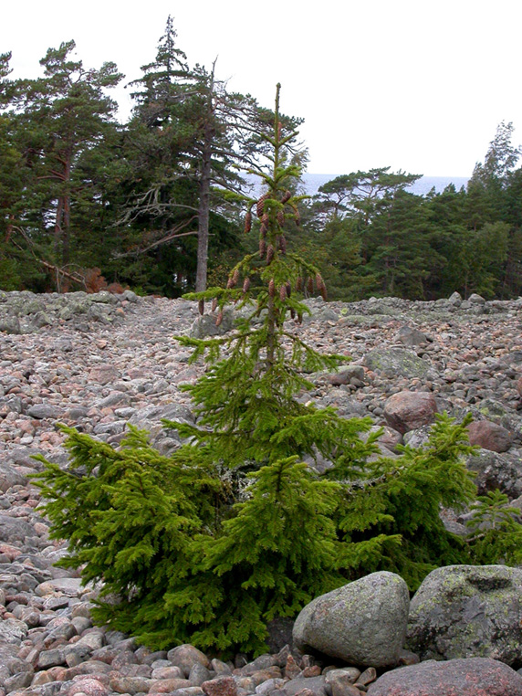 Image of Picea abies specimen.