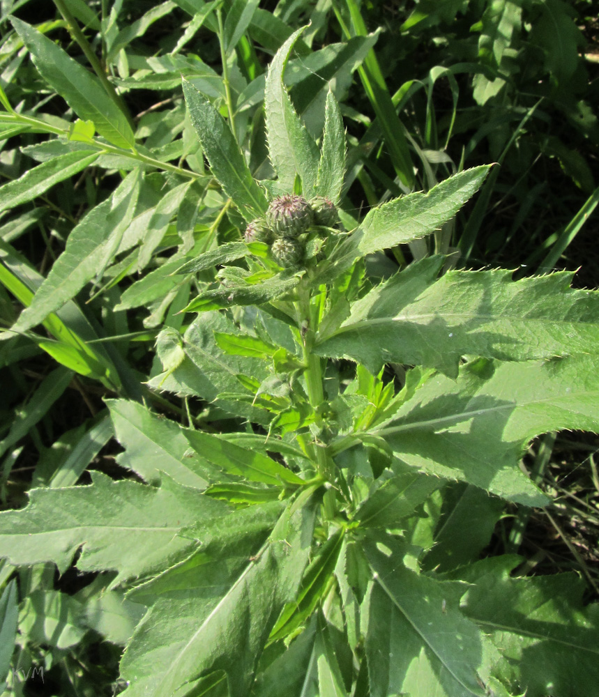 Image of Cirsium setosum specimen.