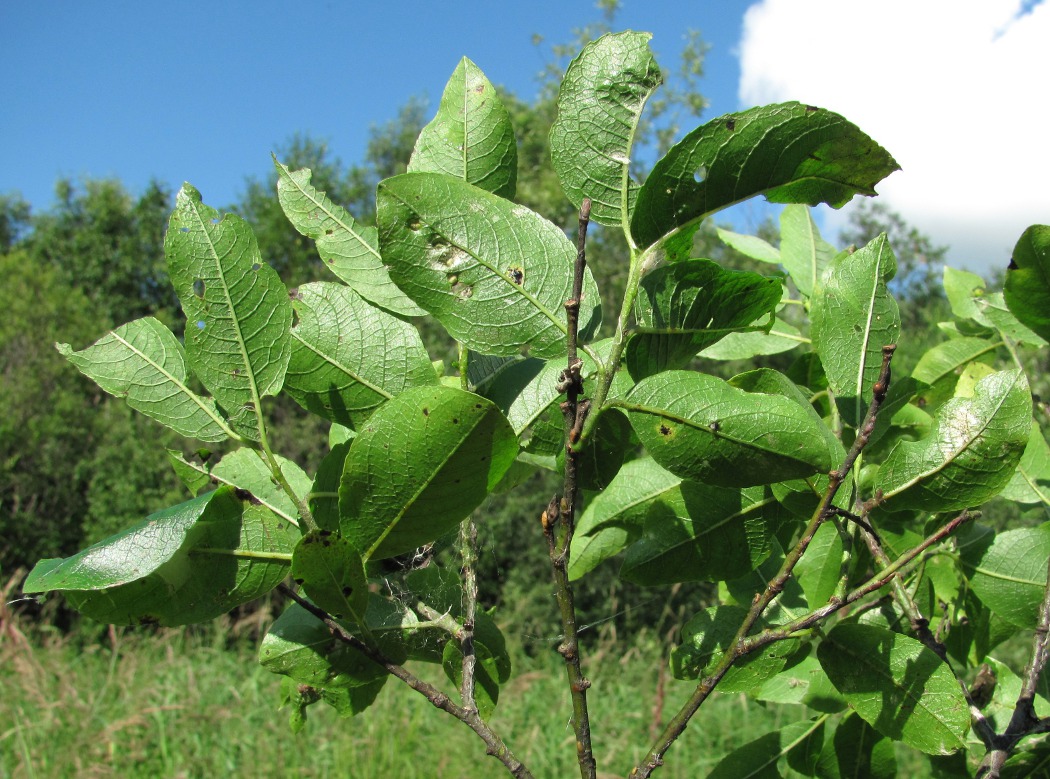 Image of Salix myrsinifolia specimen.