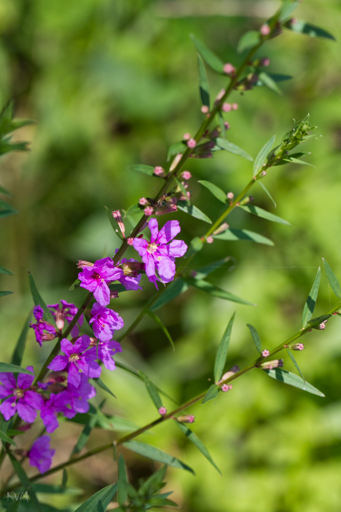 Image of Lythrum salicaria specimen.