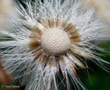 Erigeron acris. Плоды-семянки в частично осыпавшемся соплодии. Украина, Волынская обл., Ратновский р-н, западнее с. Окачево, возле оз. Стрибуж, восстановившийся луг. 26 июля 2012 г.