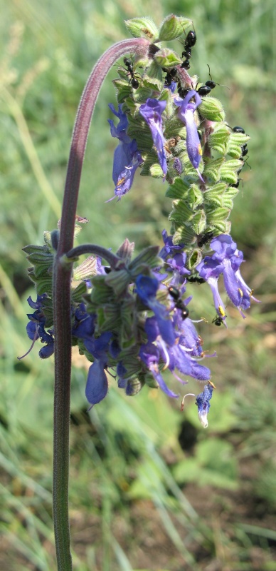 Image of Salvia nutans specimen.