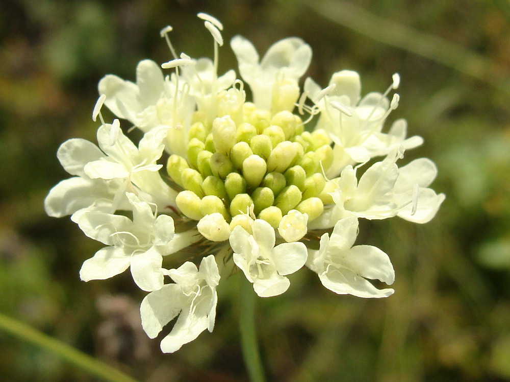 Изображение особи Scabiosa ochroleuca.