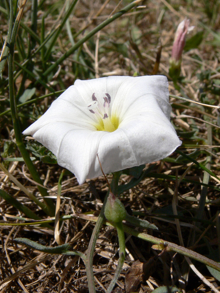 Image of Convolvulus arvensis specimen.