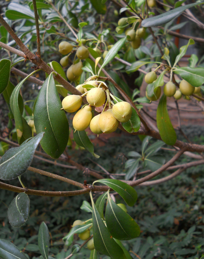 Image of Pittosporum tobira specimen.