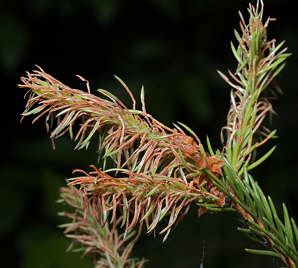 Изображение особи Picea abies.