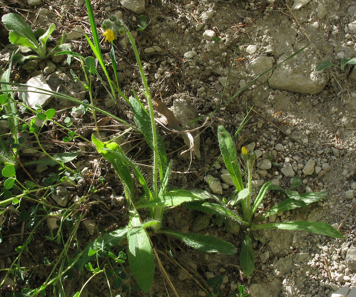 Image of genus Hieracium specimen.