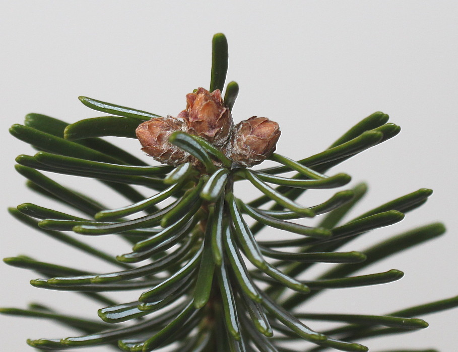 Image of Abies nordmanniana specimen.