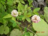 Trifolium hybridum