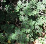 Chamaecyparis obtusa. Часть кроны старого дерева ('Nana Gracilis'). Германия, г. Krefeld, ботанический сад. 16.09.2012.