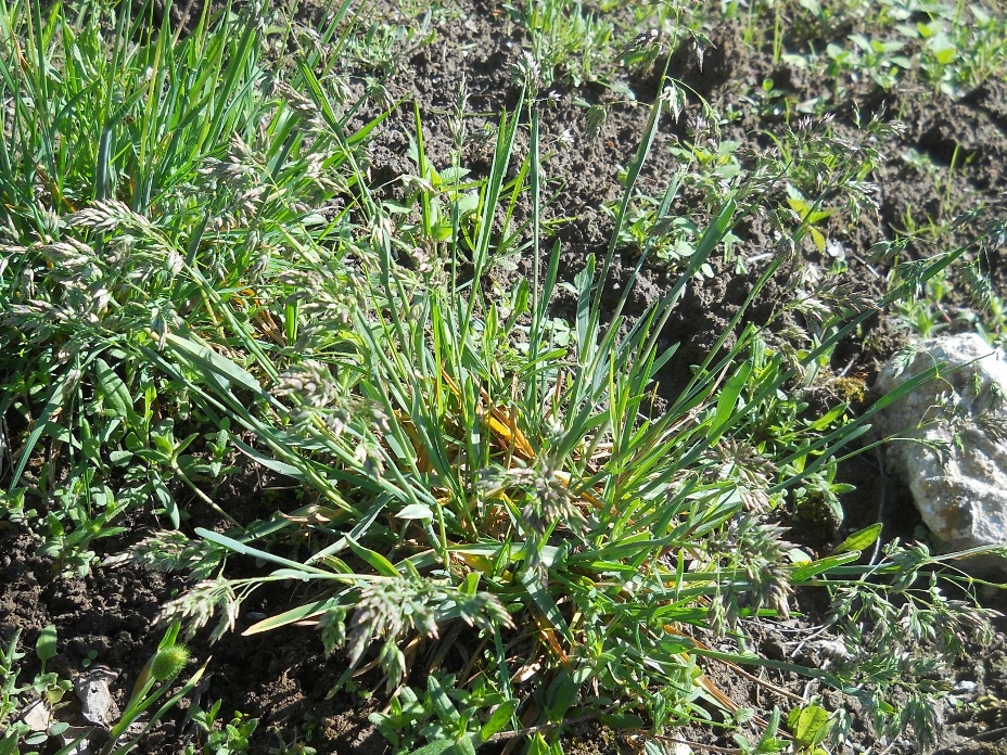 Image of Poa alpina specimen.