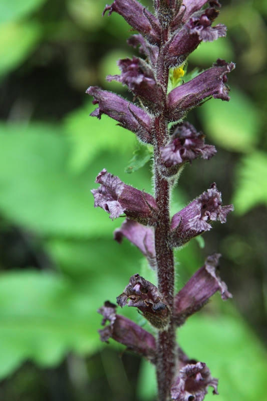 Image of genus Orobanche specimen.