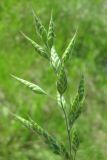 Bromus hordeaceus. Часть соцветия. Крым, Симферополь. 19 мая 2009 г.